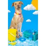 SUMMER COOLING RUBBER DOG TOY 3 ASSORTED DESIGNS